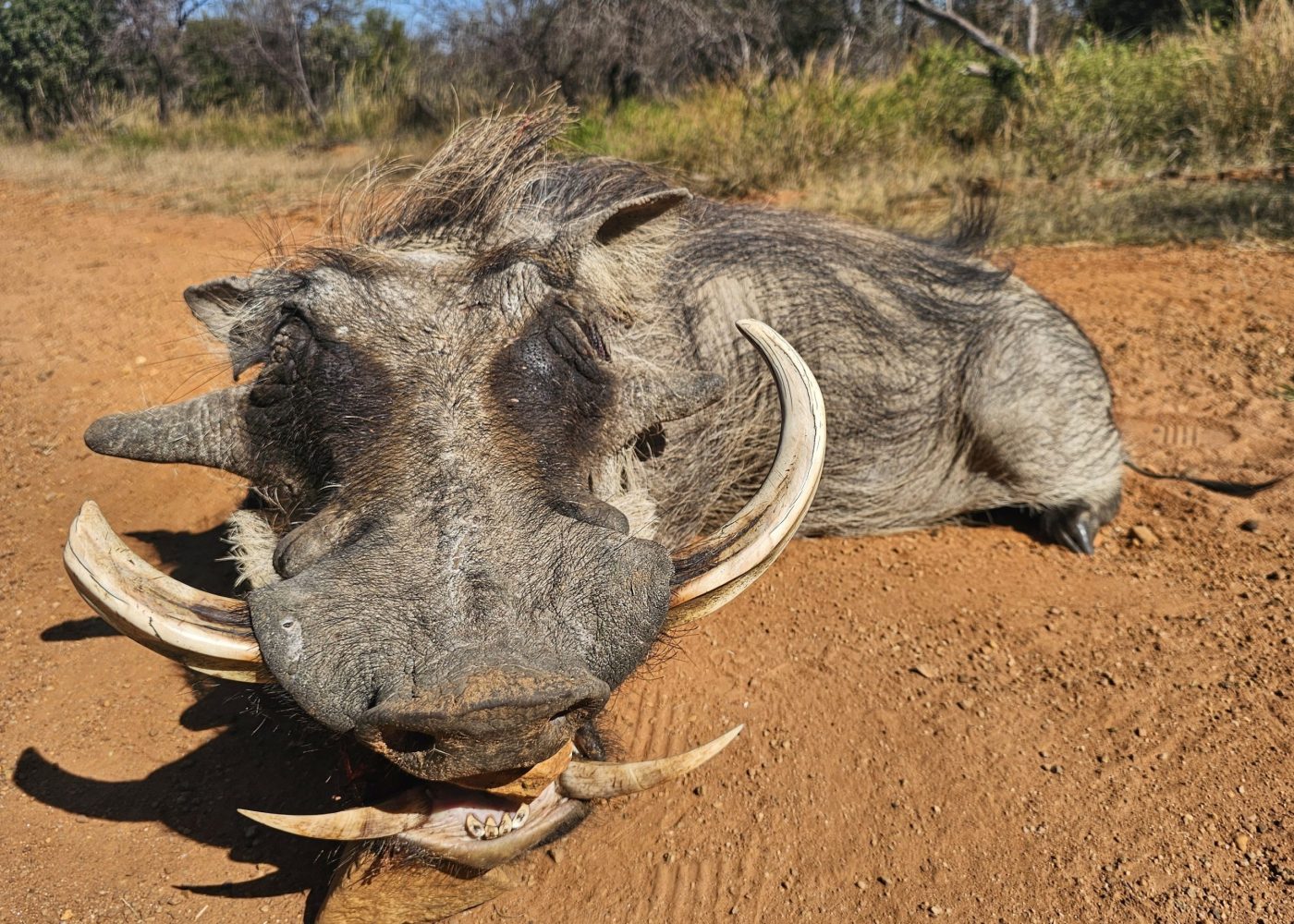 Langkloof hunting gallery photograph 33