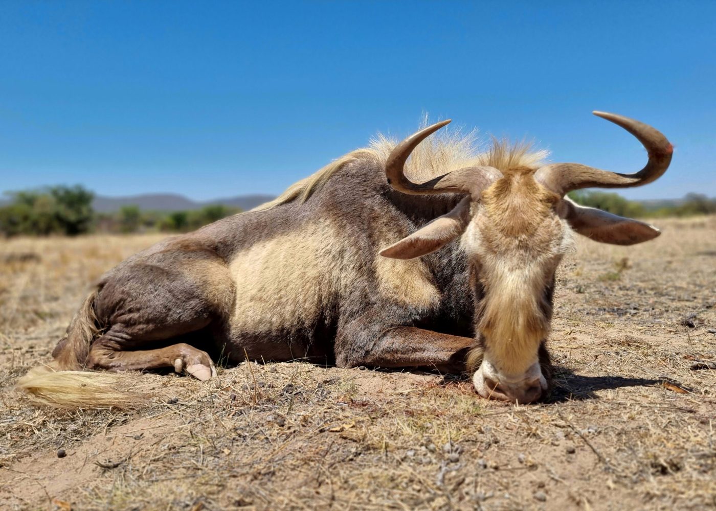 Langkloof hunting gallery photograph 103