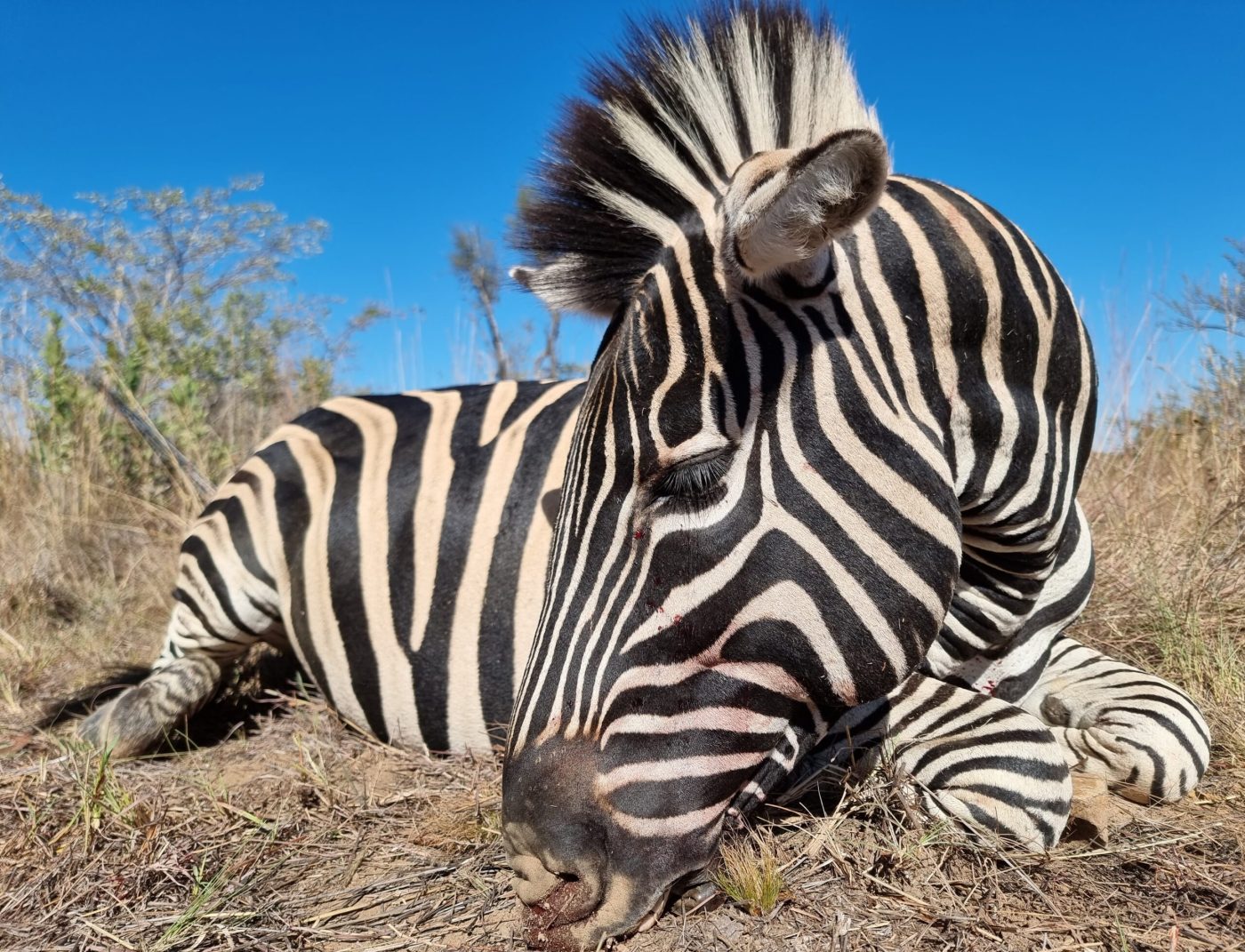 Langkloof hunting gallery photograph 106