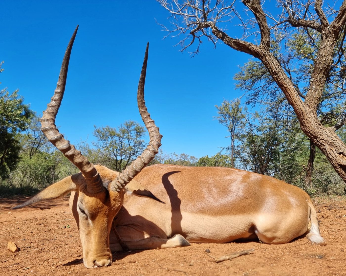 Langkloof hunting gallery photograph 107