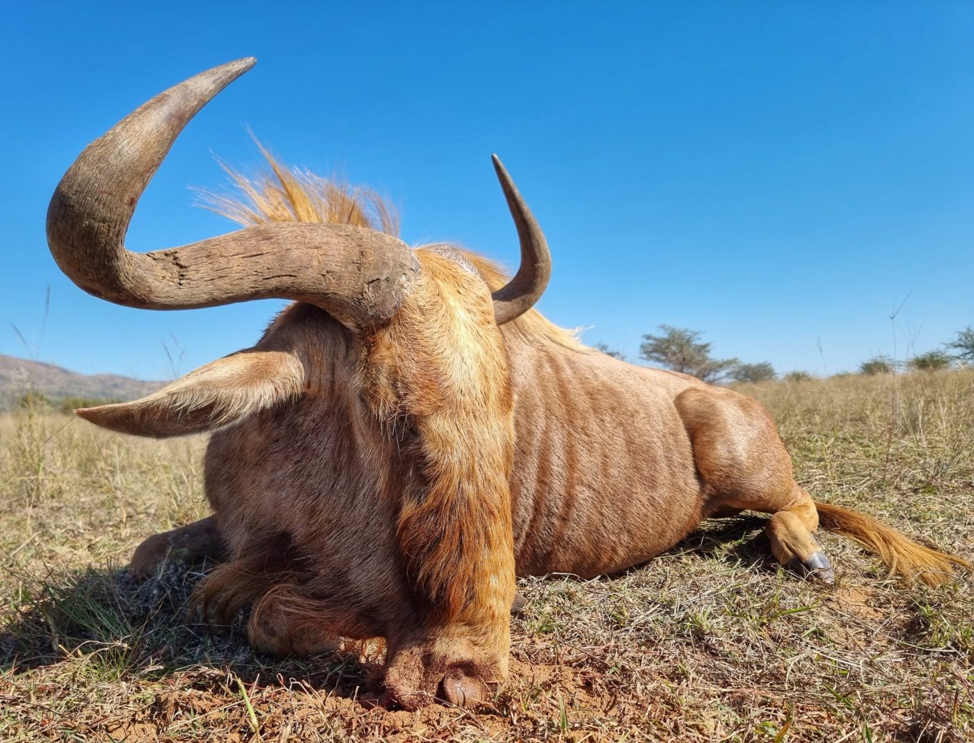 Langkloof hunting gallery photograph 113