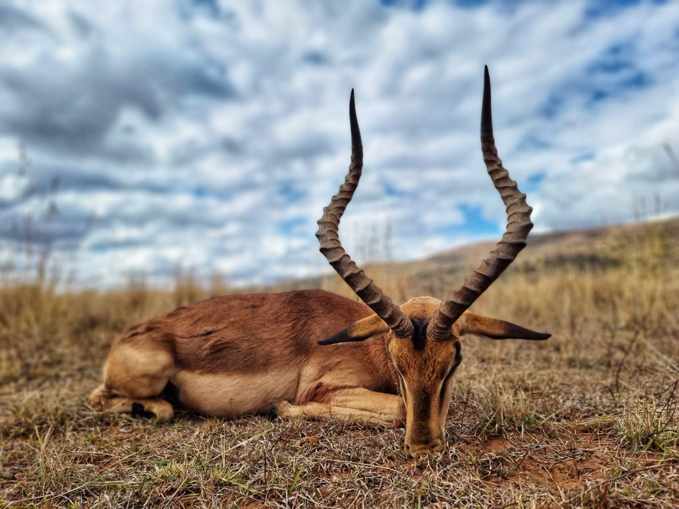 Langkloof hunting gallery photograph 121