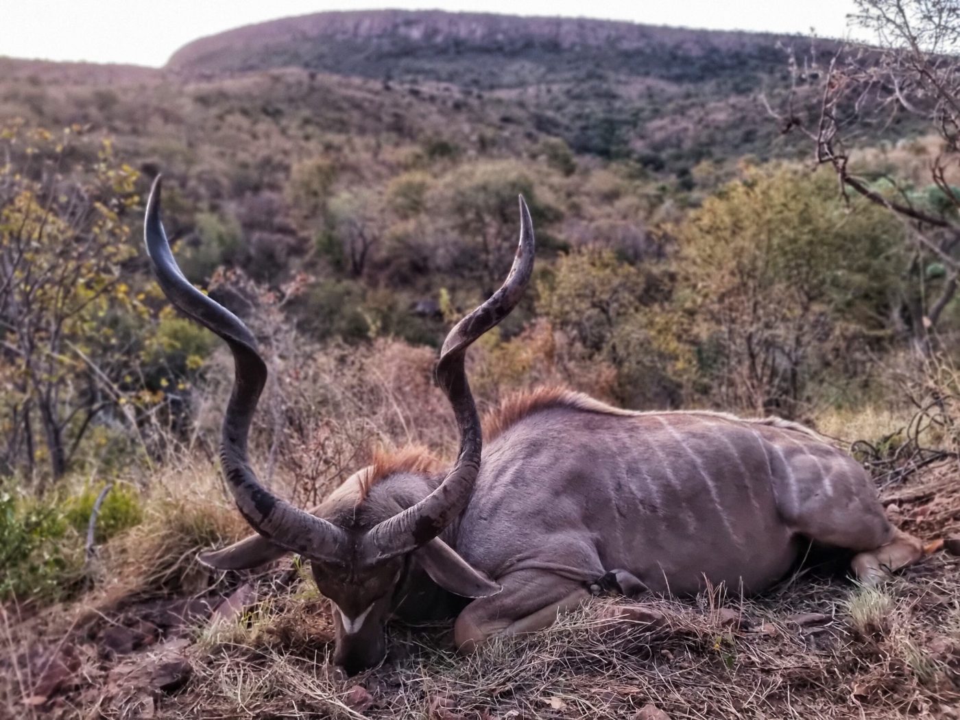 Langkloof hunting gallery photograph 124