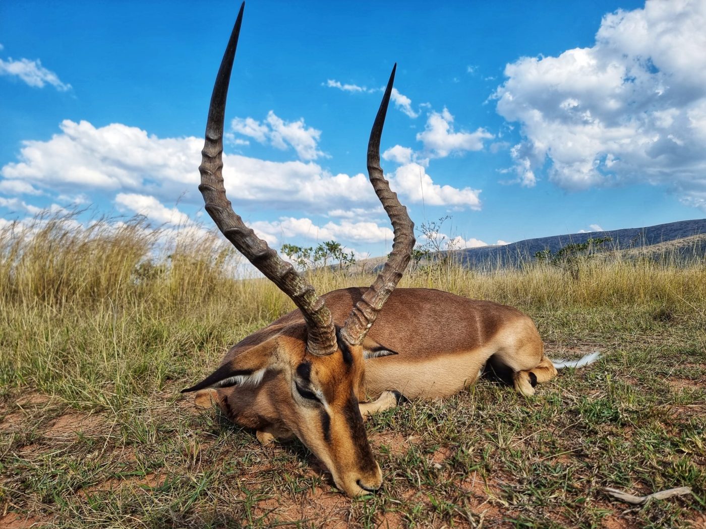 Langkloof hunting gallery photograph 125