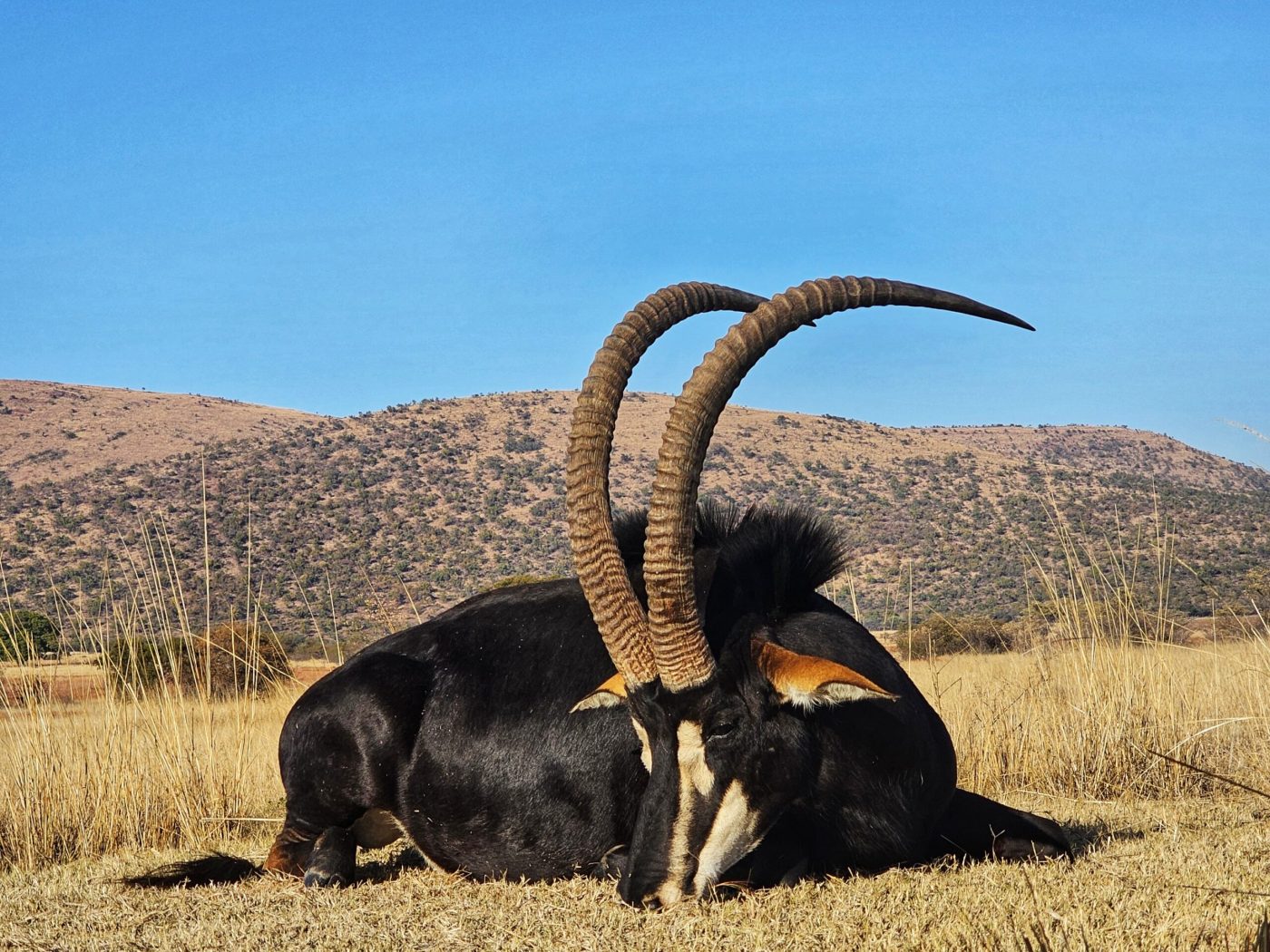 Langkloof hunting gallery photograph 130